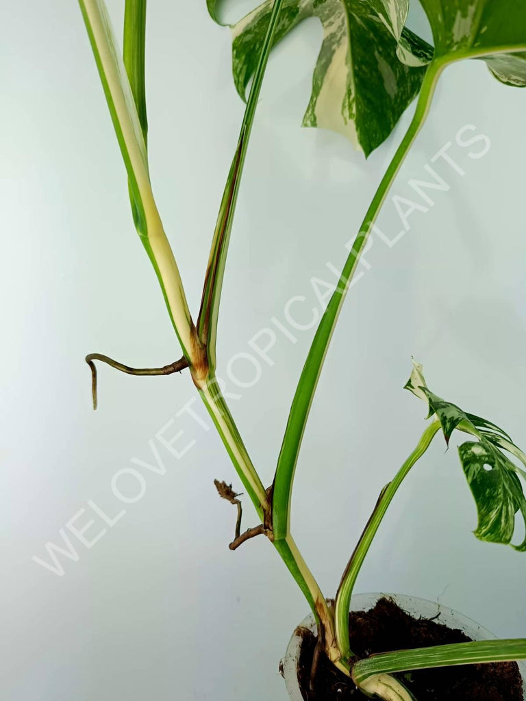 Monstera variegata albo