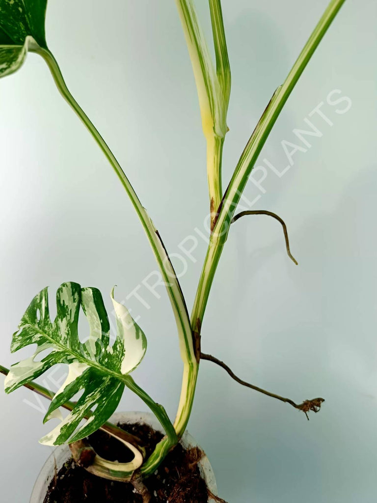 Monstera variegata albo