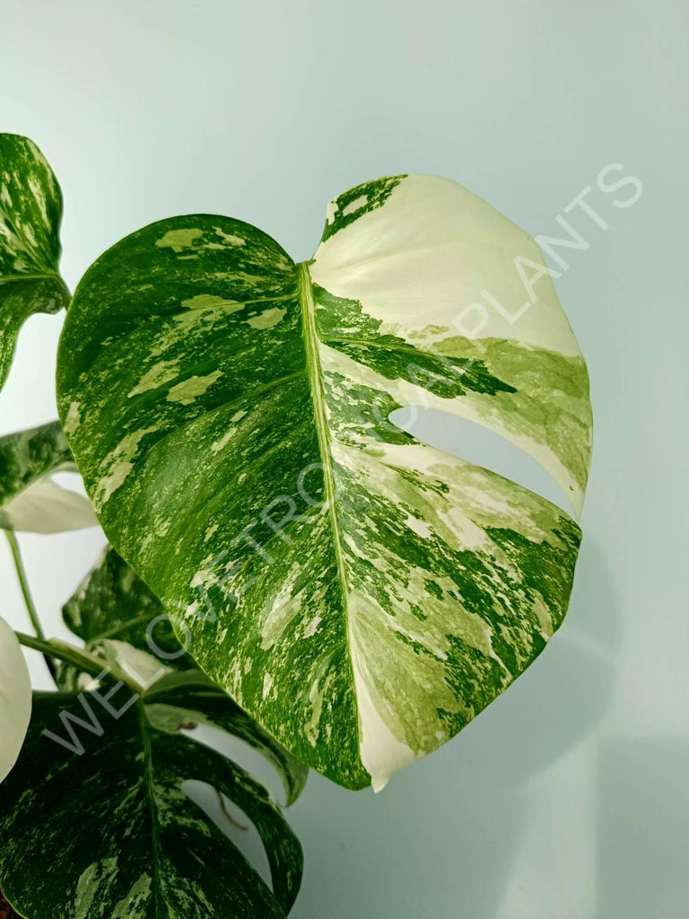 Monstera variegata albo