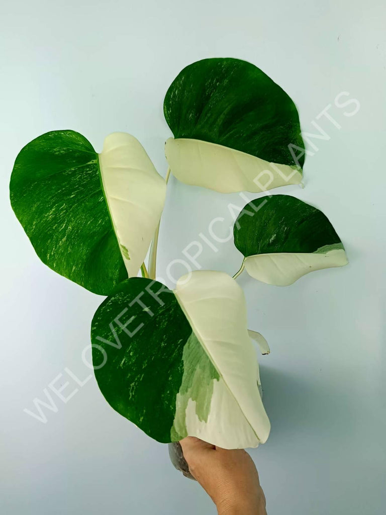 Monstera variegata albo HALFMOON