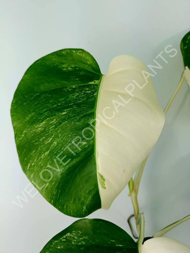 Monstera variegata albo HALFMOON