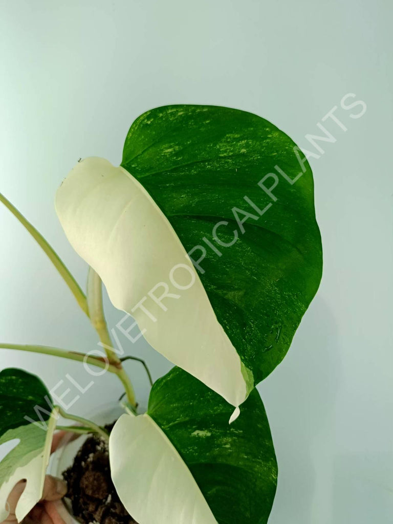 Monstera variegata albo HALFMOON