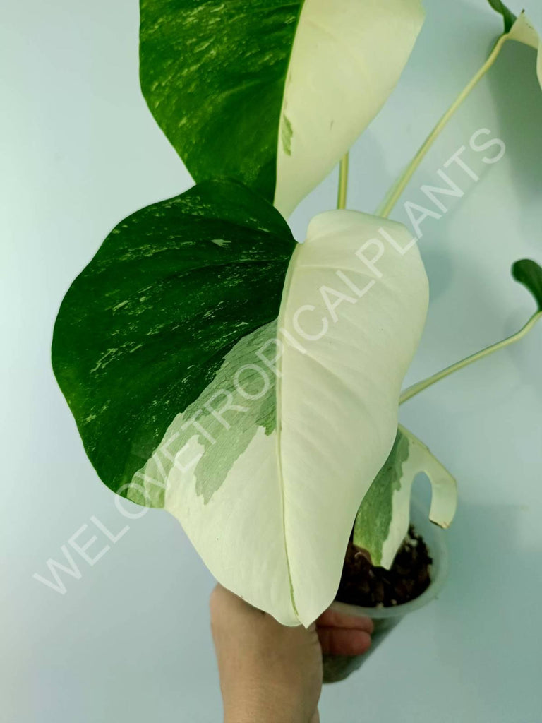 Monstera variegata albo HALFMOON