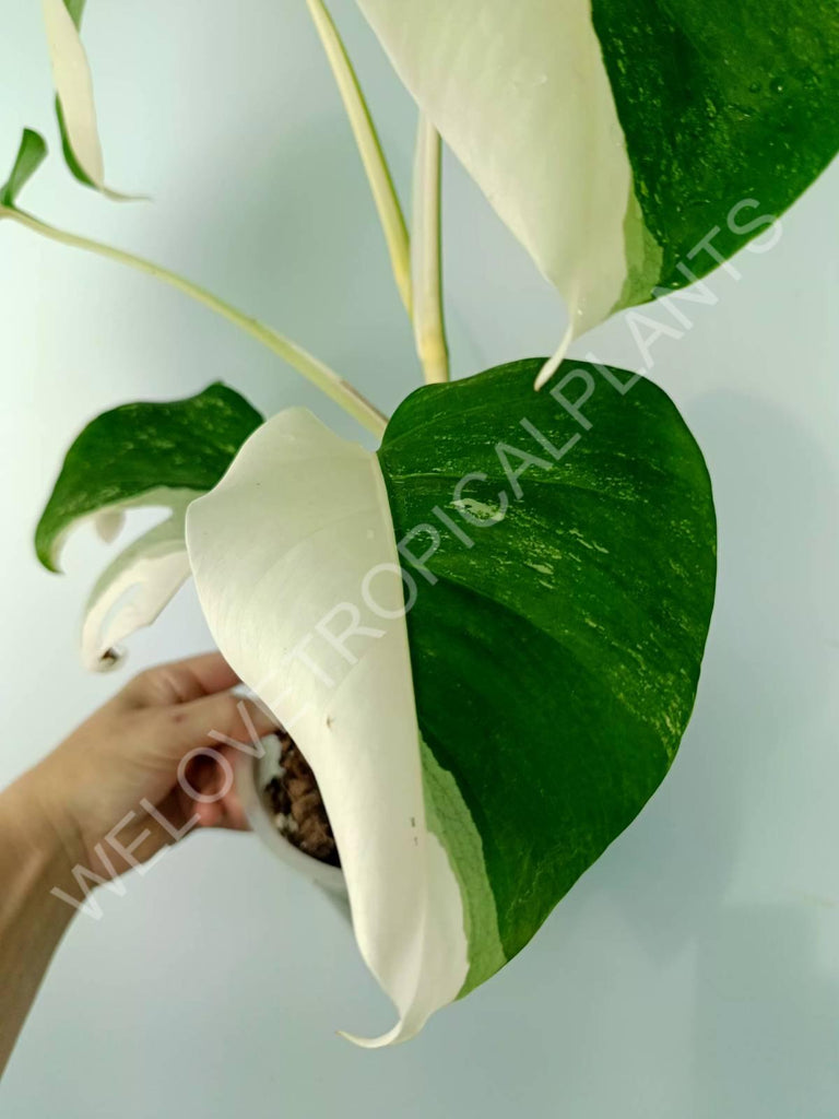 Monstera variegata albo HALFMOON