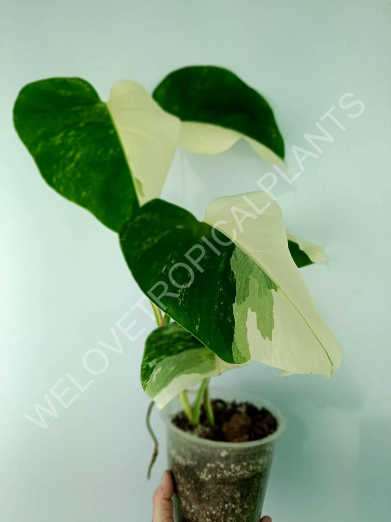 Monstera variegata albo HALFMOON