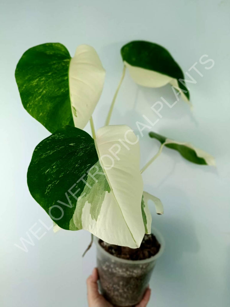 Monstera variegata albo HALFMOON