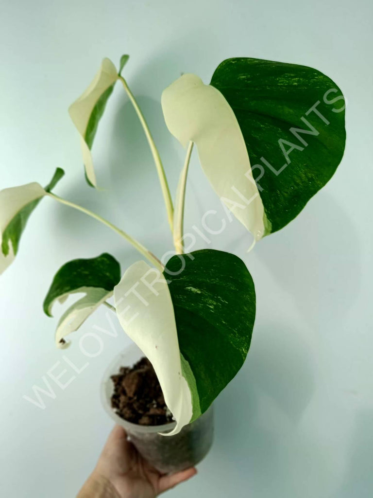 Monstera variegata albo HALFMOON