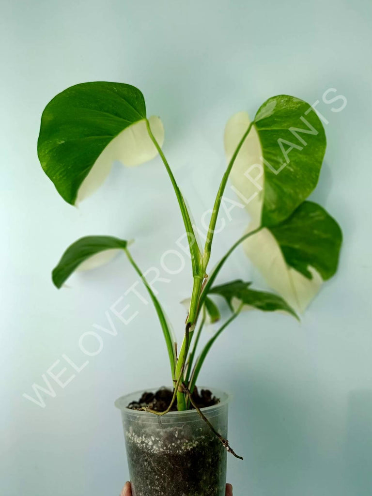 Monstera variegata albo HALFMOON