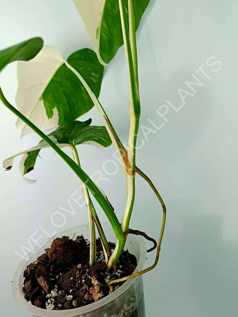 Monstera variegata albo HALFMOON