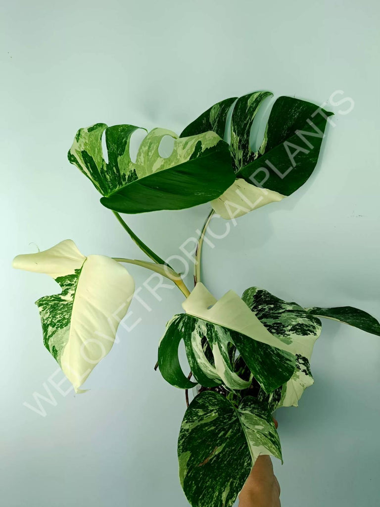 Monstera variegata albo 