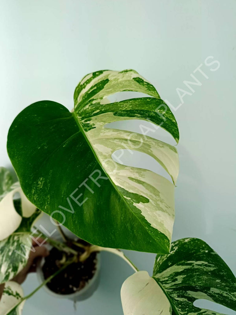 Monstera variegata albo 