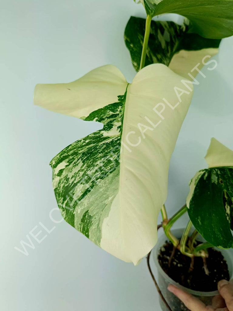 Monstera variegata albo 