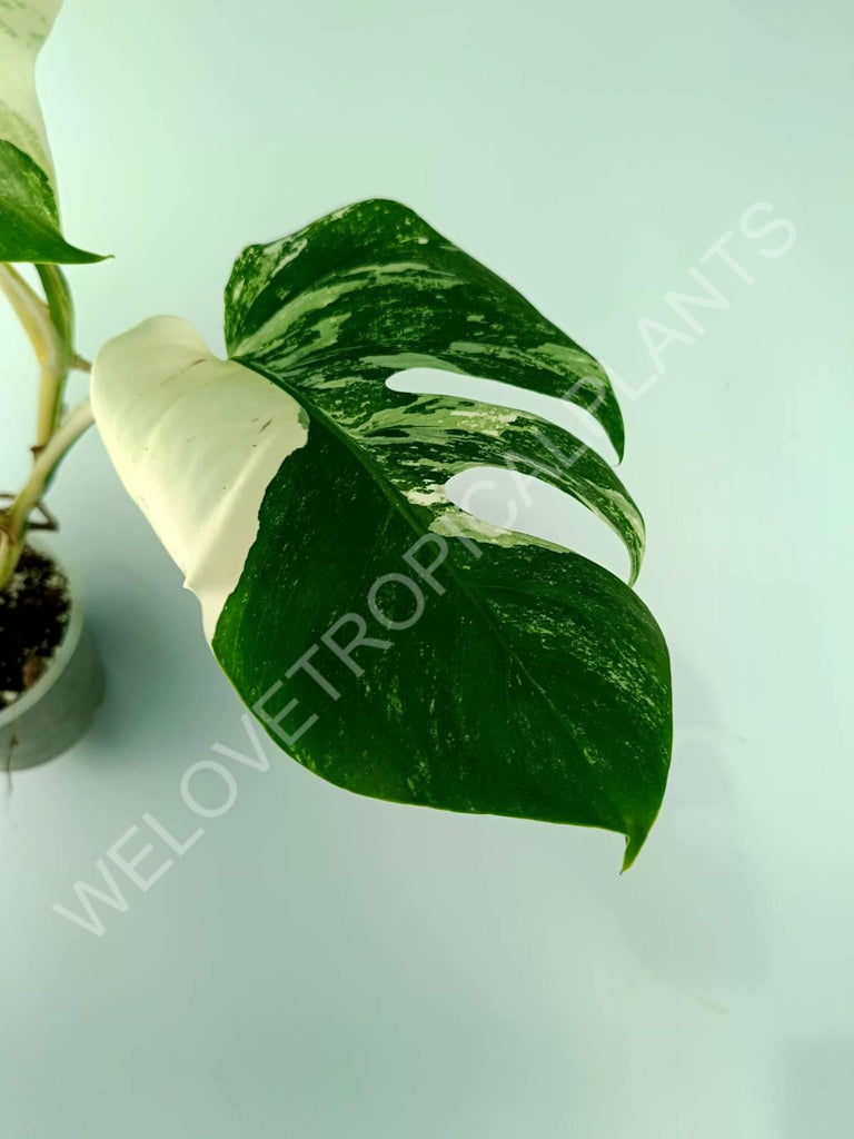 Monstera variegata albo 