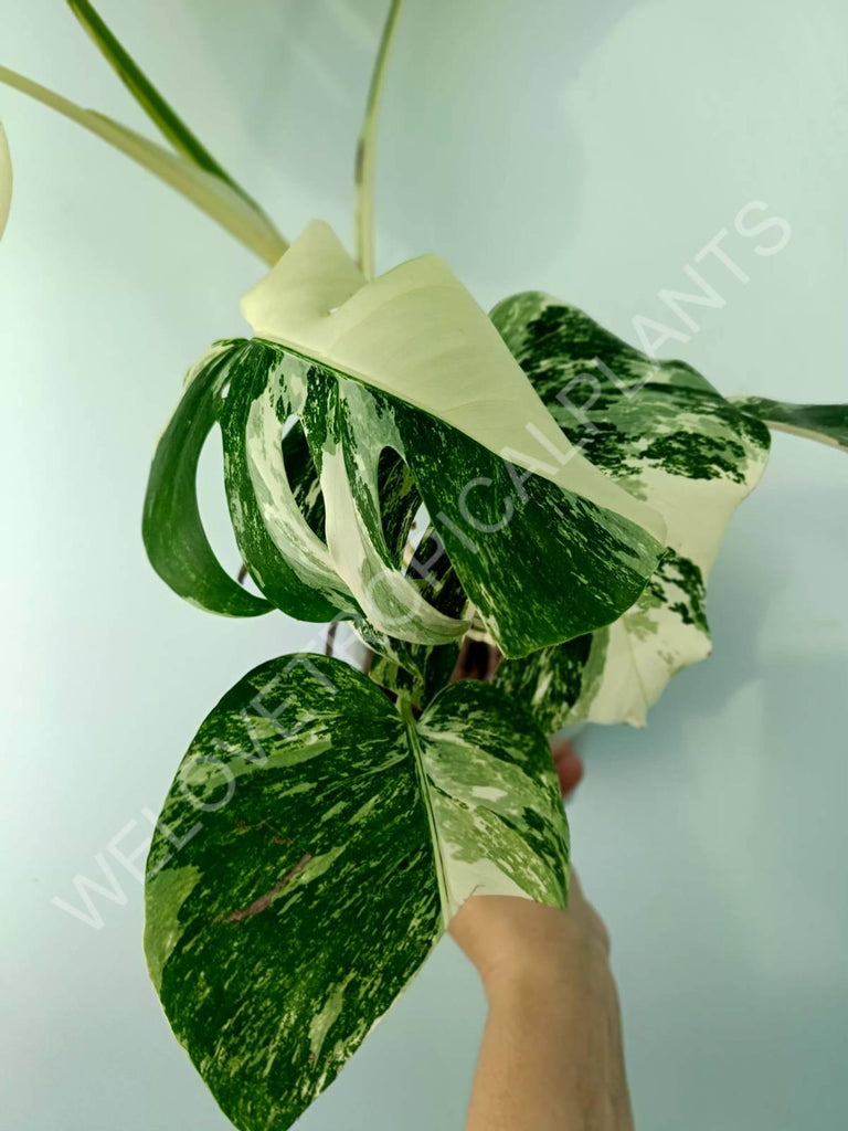 Monstera variegata albo 