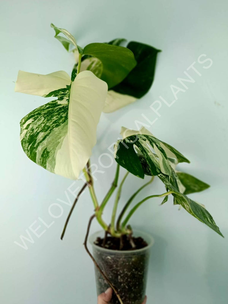 Monstera variegata albo 