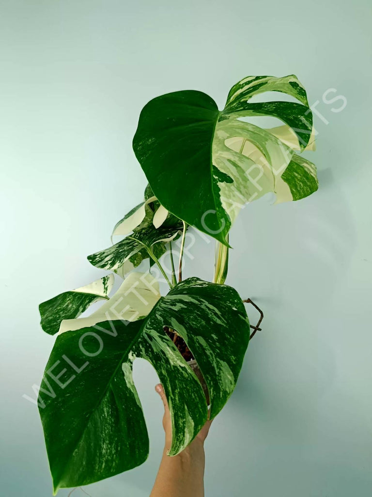 Monstera variegata albo 