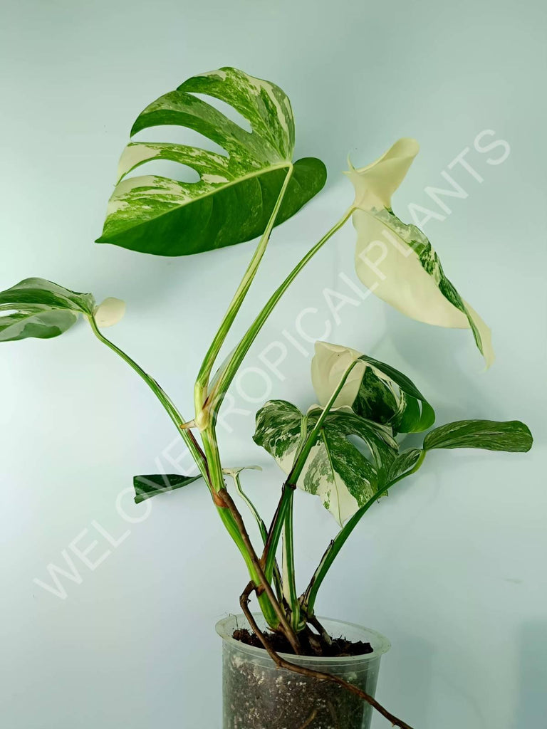 Monstera variegata albo 