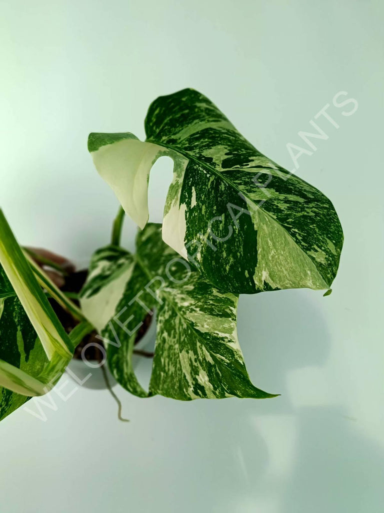 Monstera variegata albo