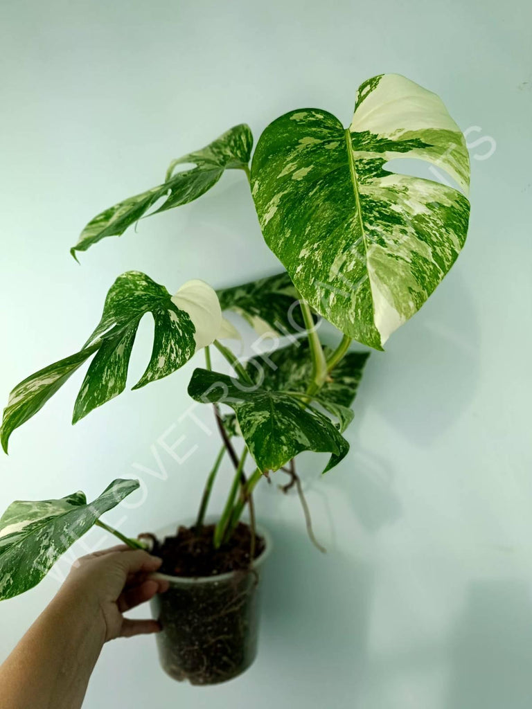 Monstera variegata albo