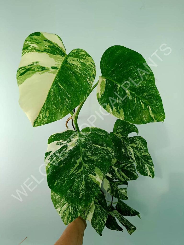 Monstera variegata albo