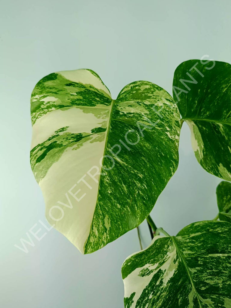 Monstera variegata albo