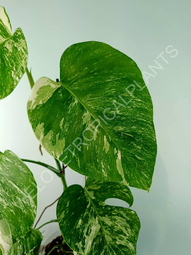 Monstera variegata albo