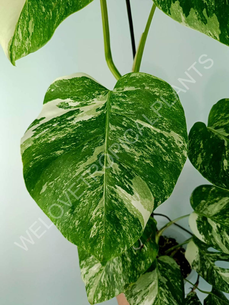 Monstera variegata albo