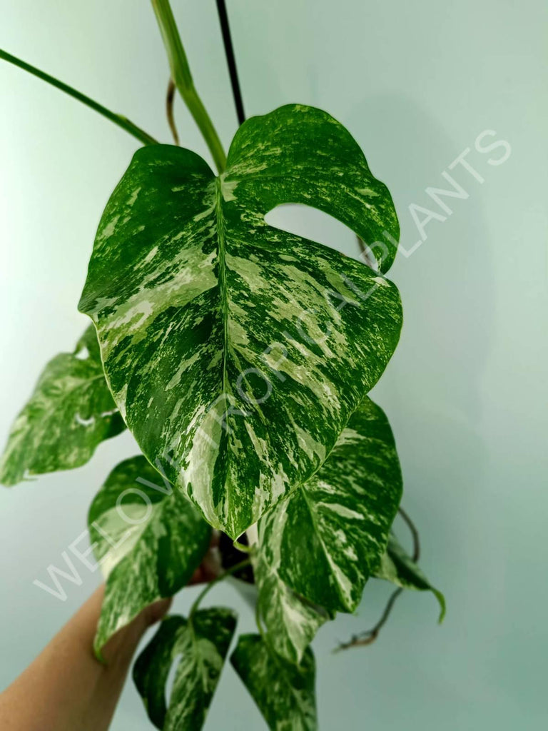 Monstera variegata albo