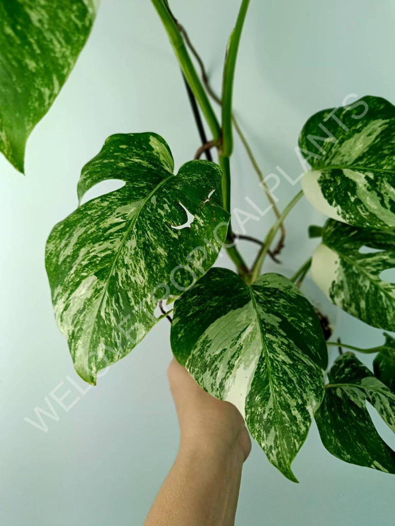 Monstera variegata albo