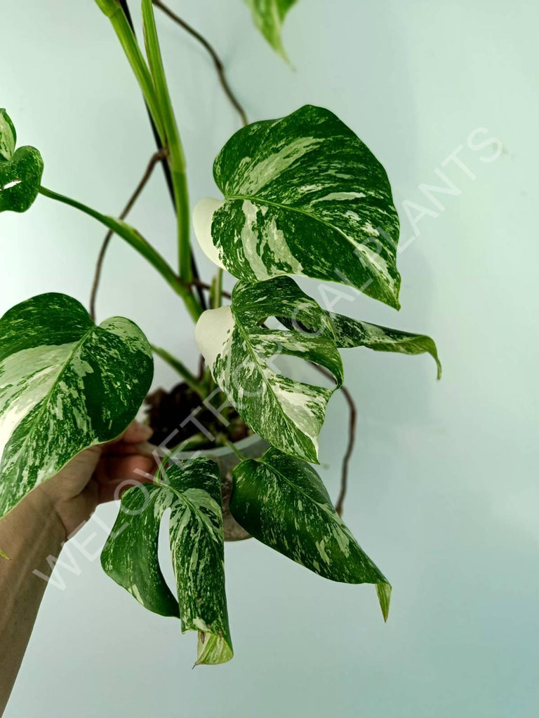 Monstera variegata albo