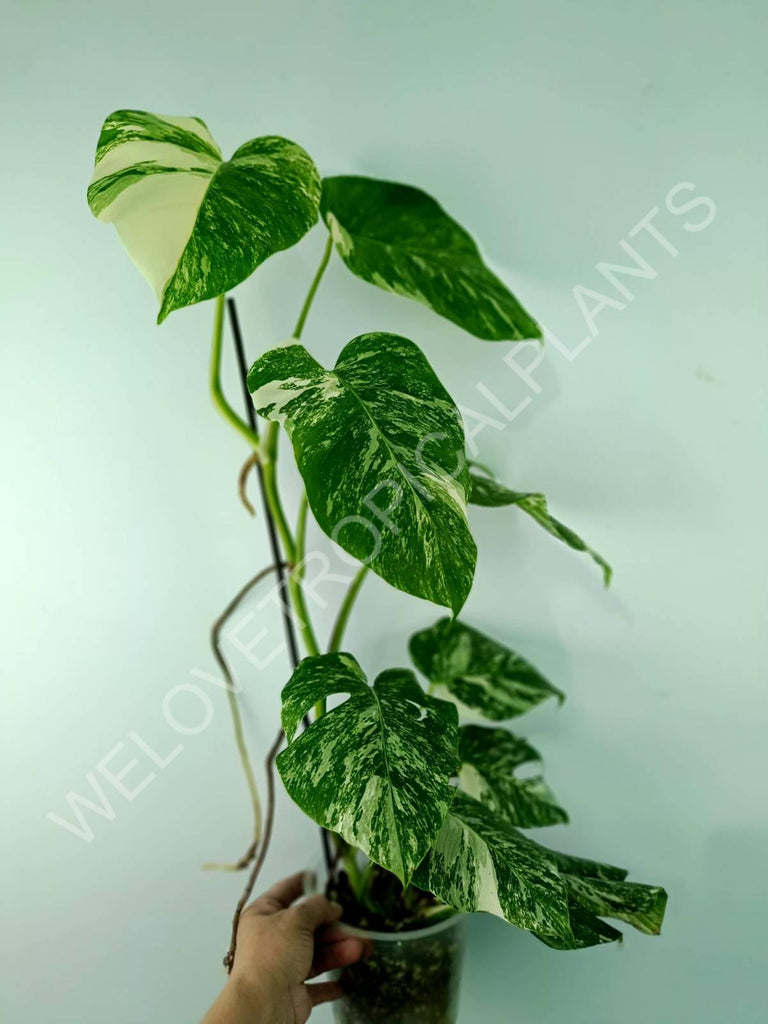 Monstera variegata albo