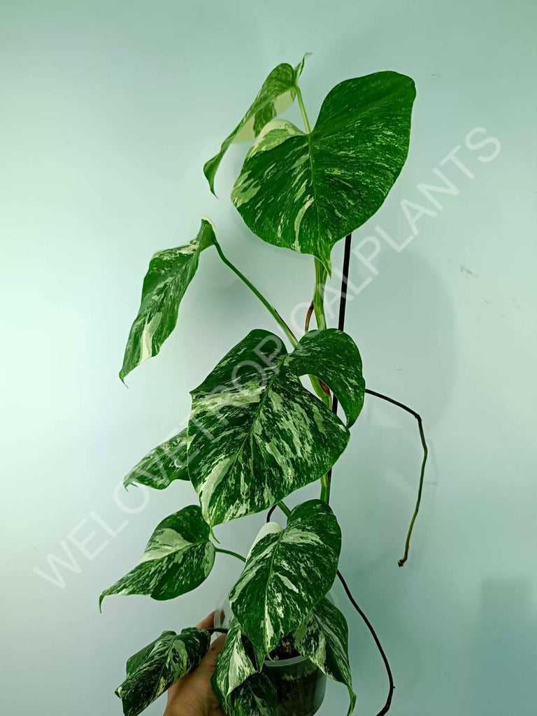 Monstera variegata albo