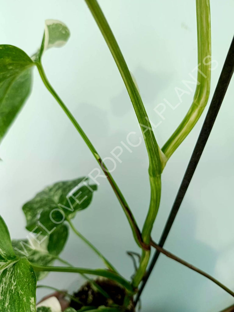 Monstera variegata albo