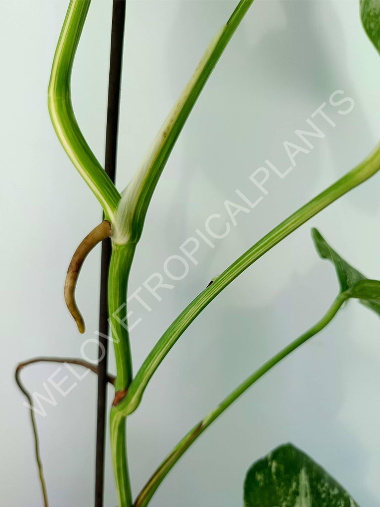 Monstera variegata albo