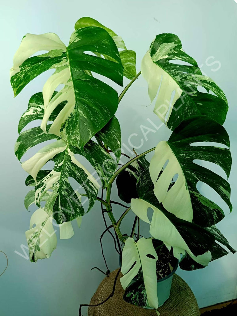 Monstera variegata albo XXL