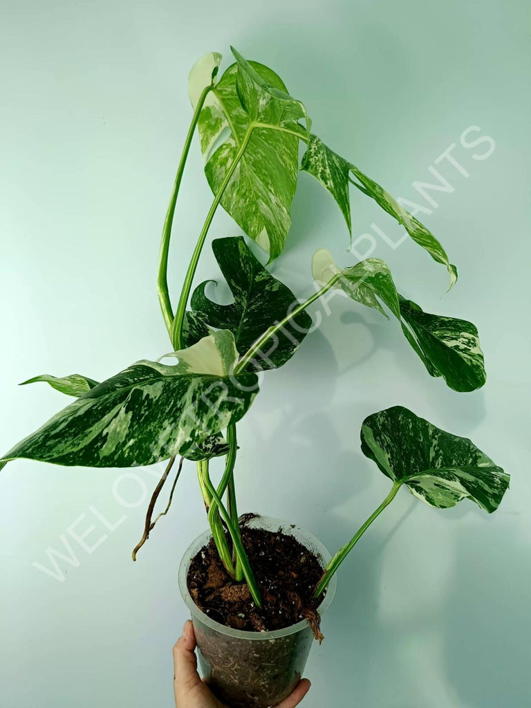 Monstera variegata albo