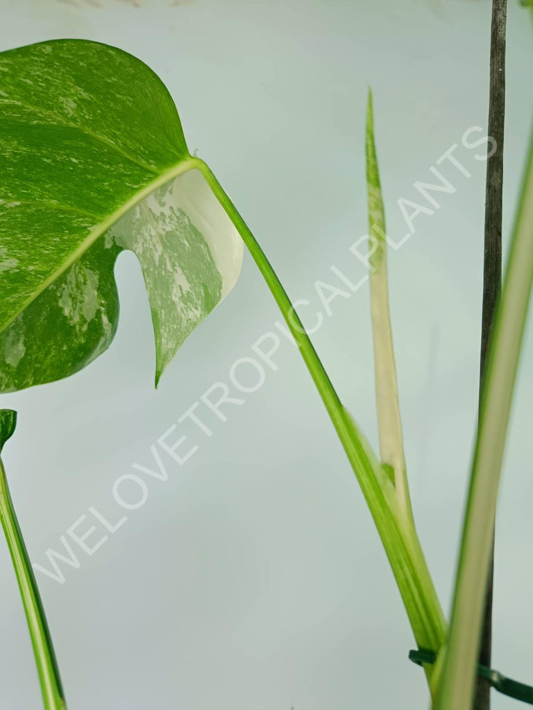 Monstera variegata albo