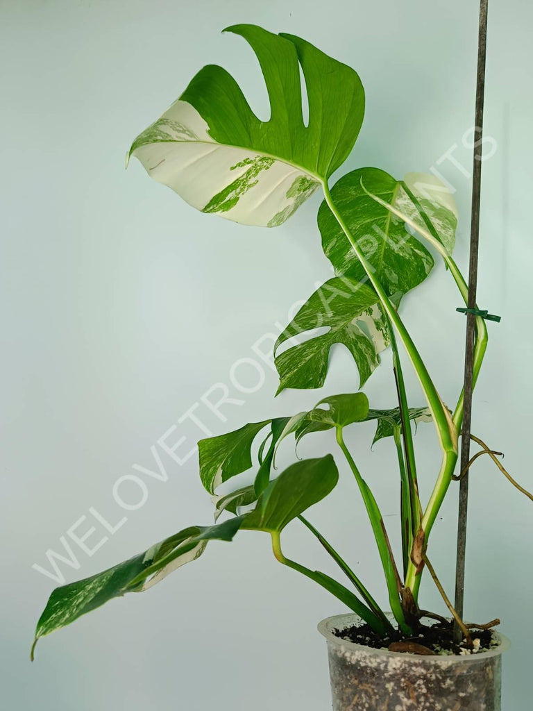 Monstera variegata albo