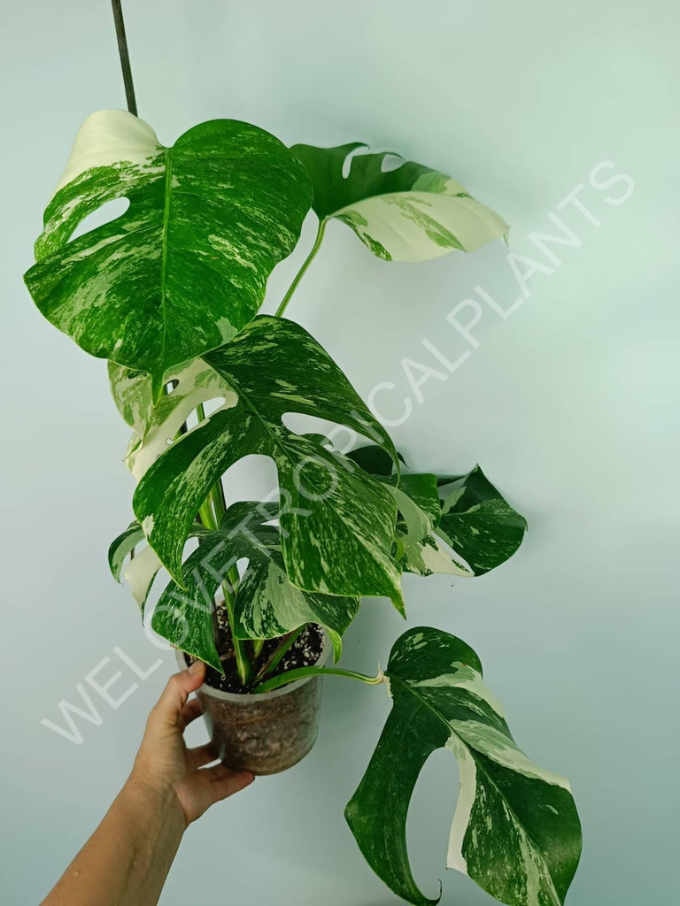 Monstera variegata albo