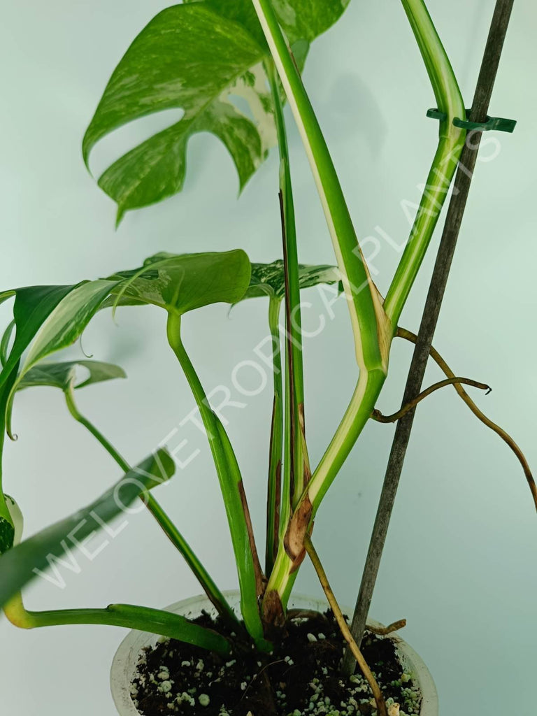 Monstera variegata albo