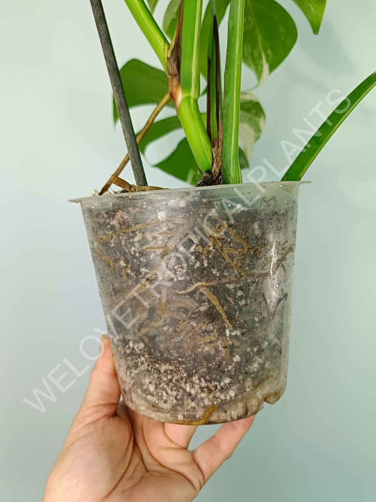 Monstera variegata albo