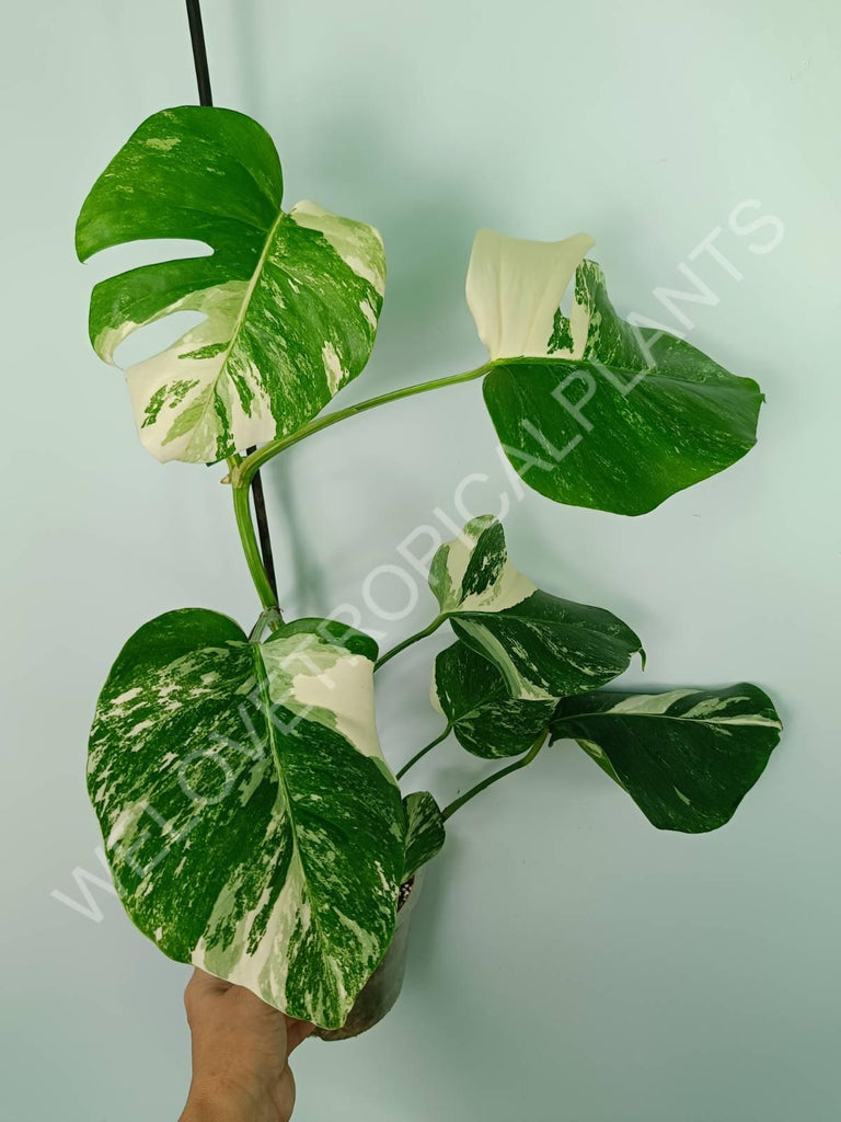 Monstera variegata albo