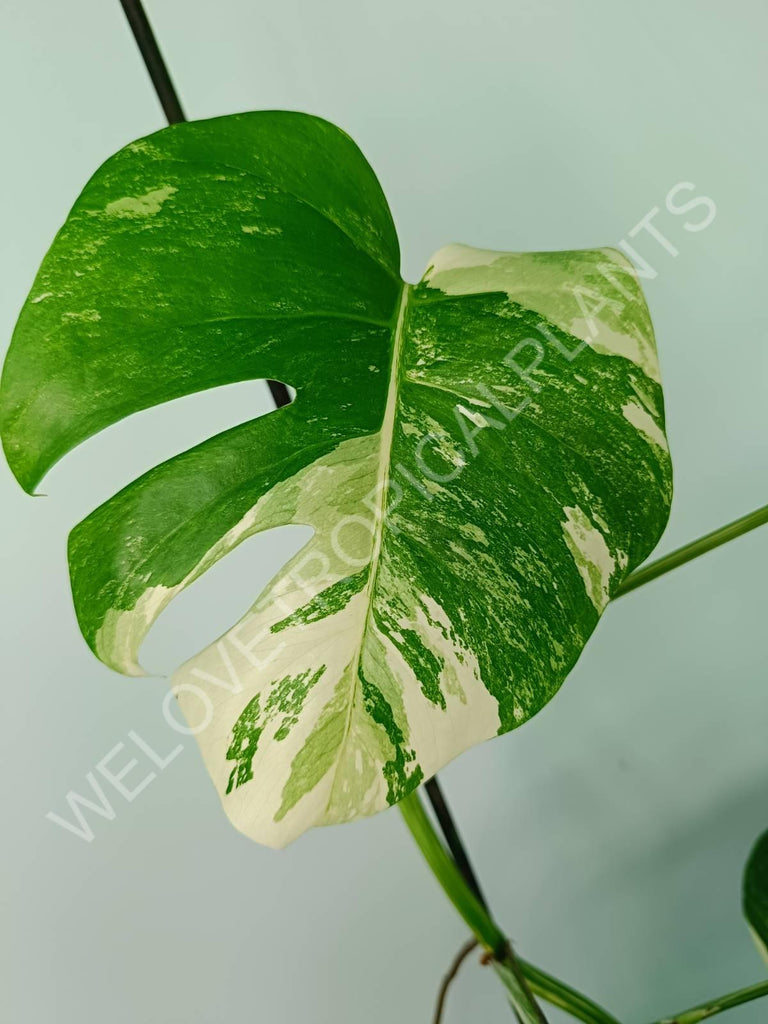 Monstera variegata albo