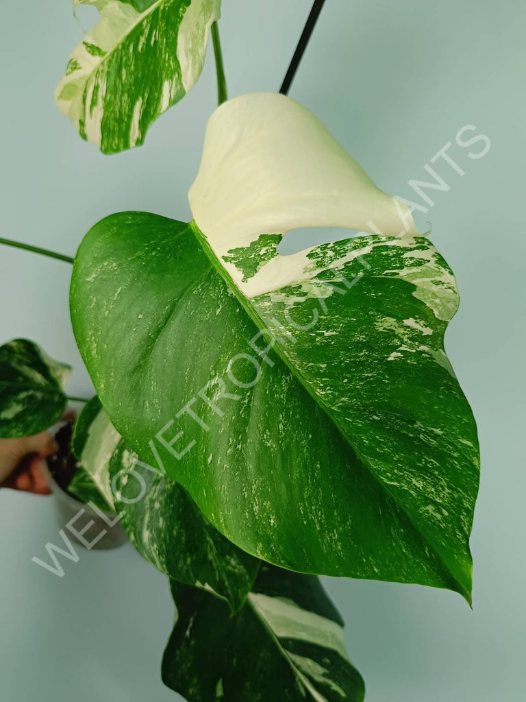 Monstera variegata albo