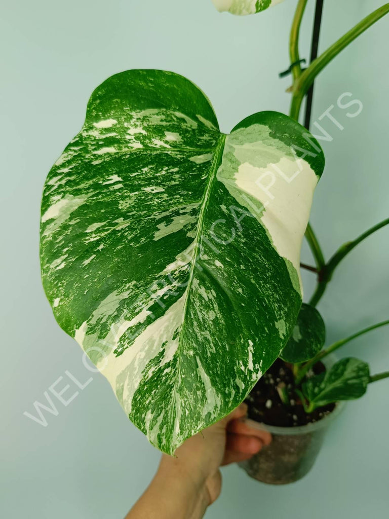 Monstera variegata albo