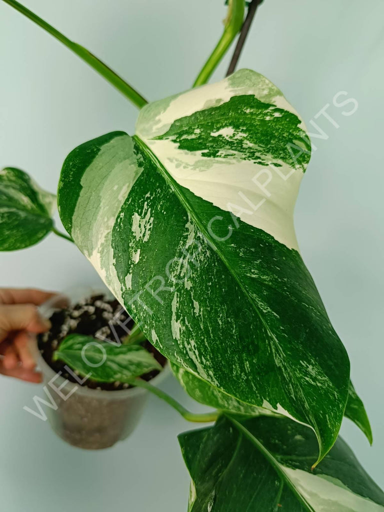 Monstera variegata albo