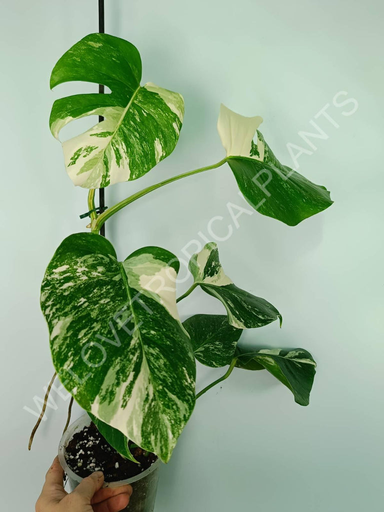 Monstera variegata albo