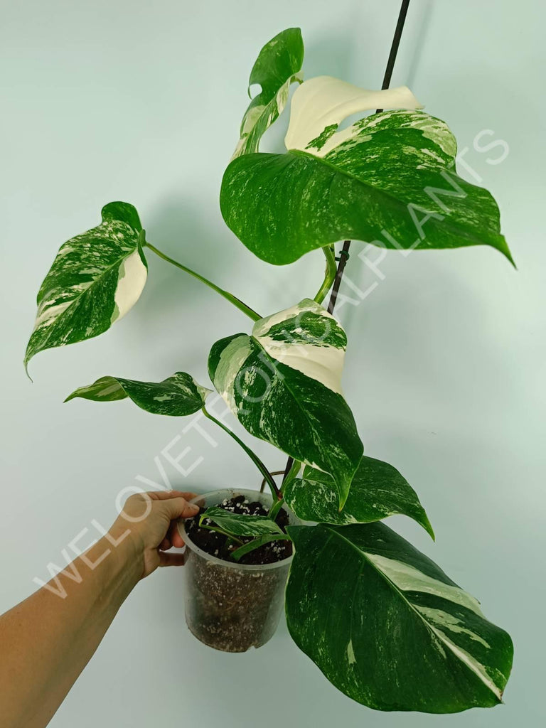 Monstera variegata albo