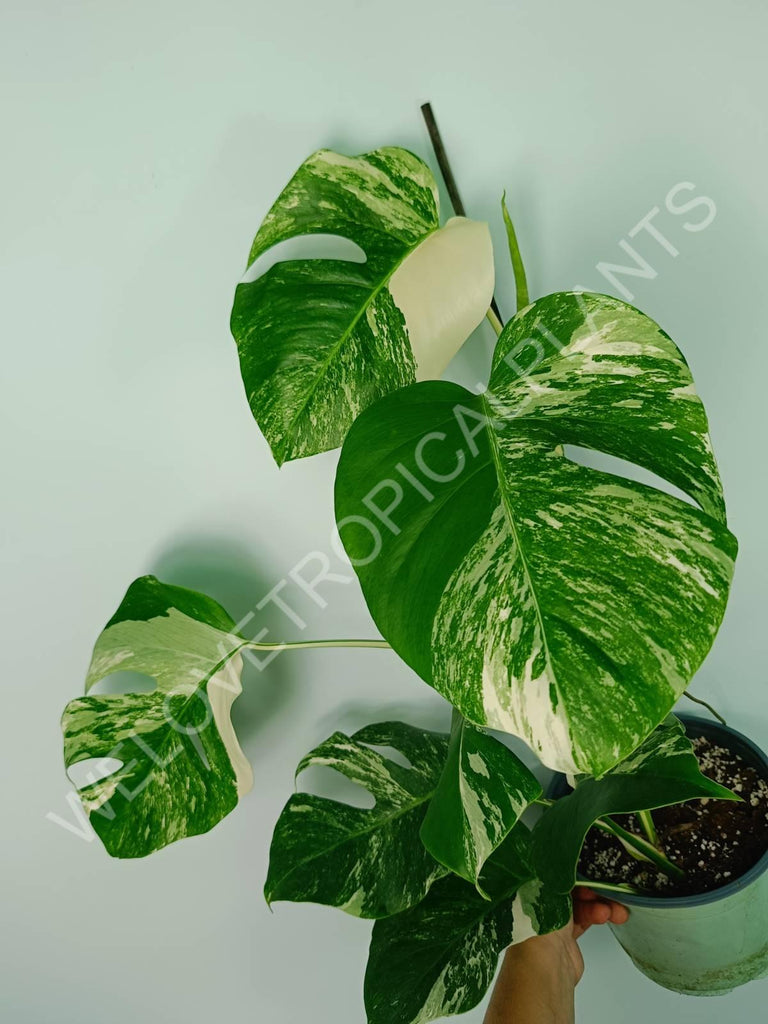 Monstera variegata albo