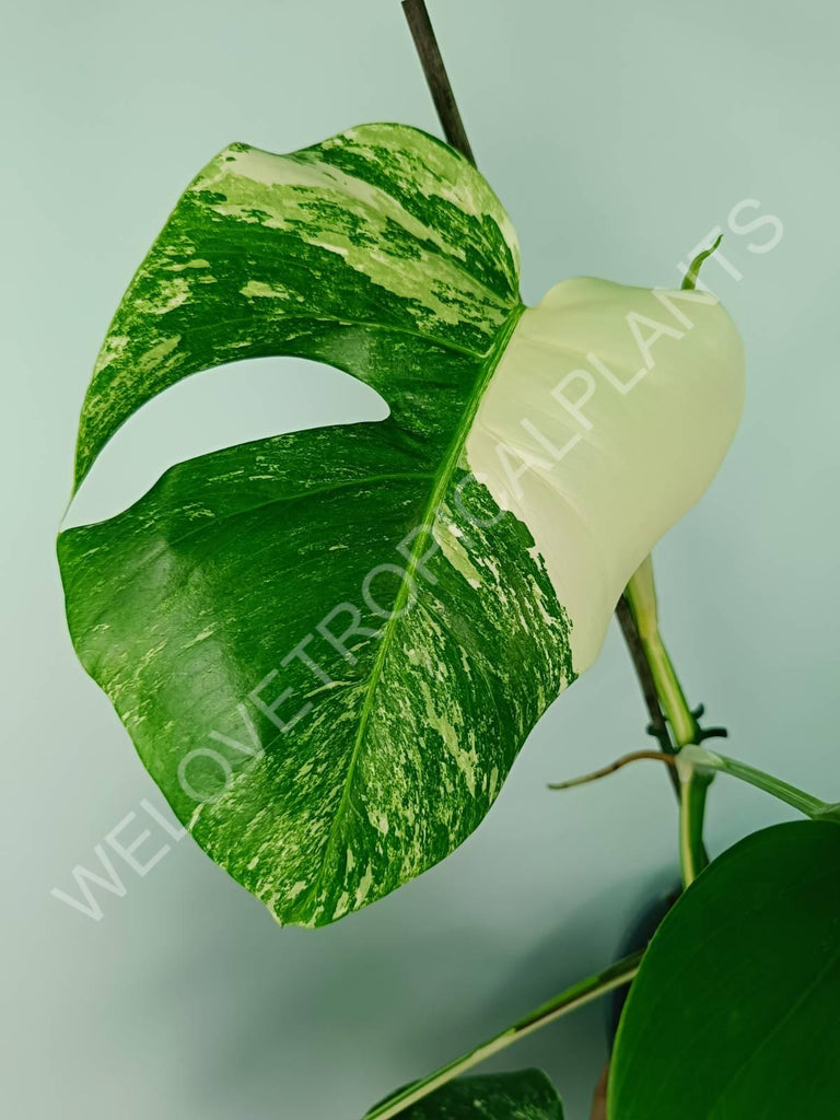 Monstera variegata albo